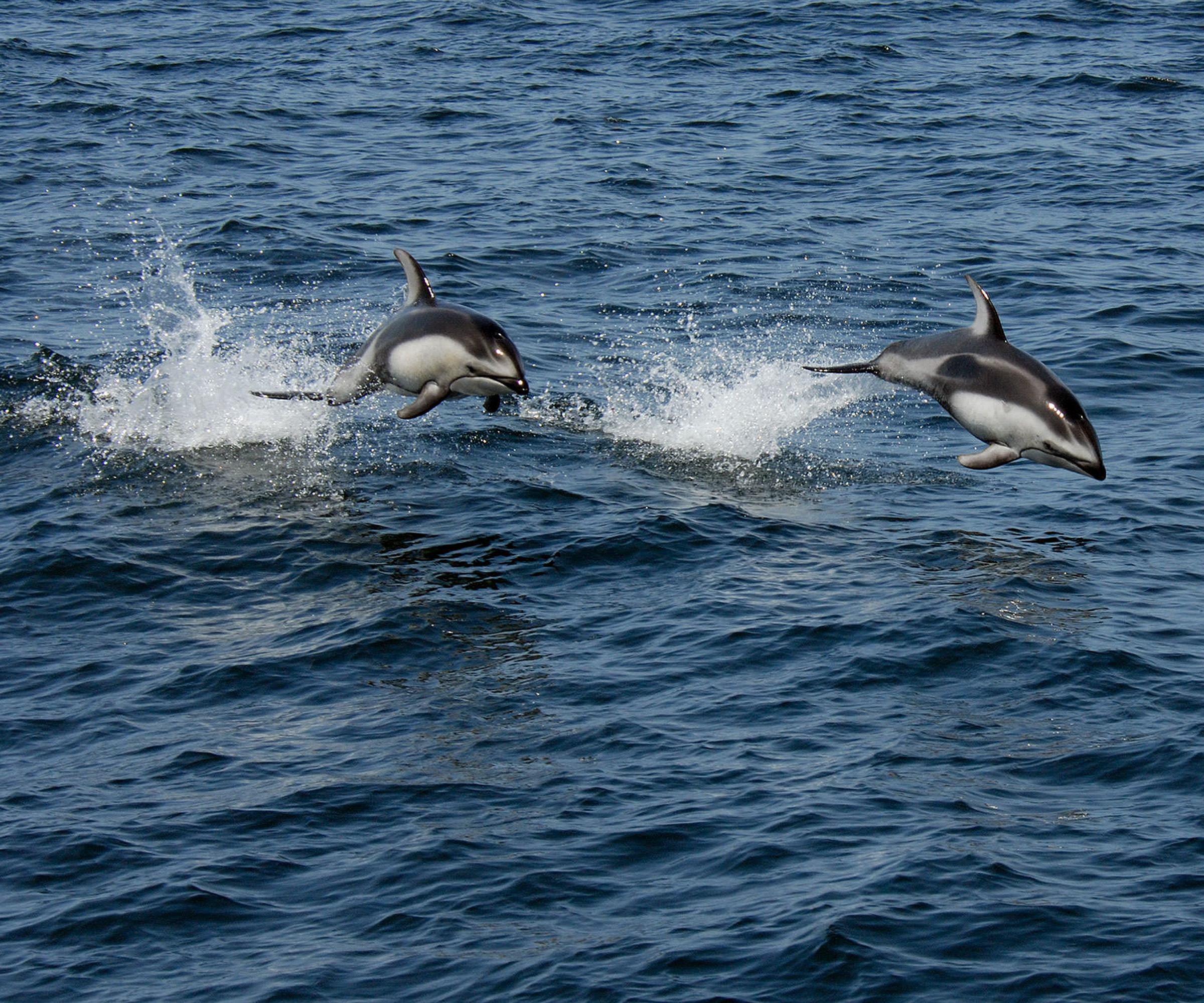 Pacific White Sided Dolphin Photos