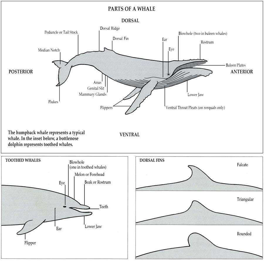 PARTS OF A WHALE – A Complete Guide to Whales, Dolphins And Porpoises