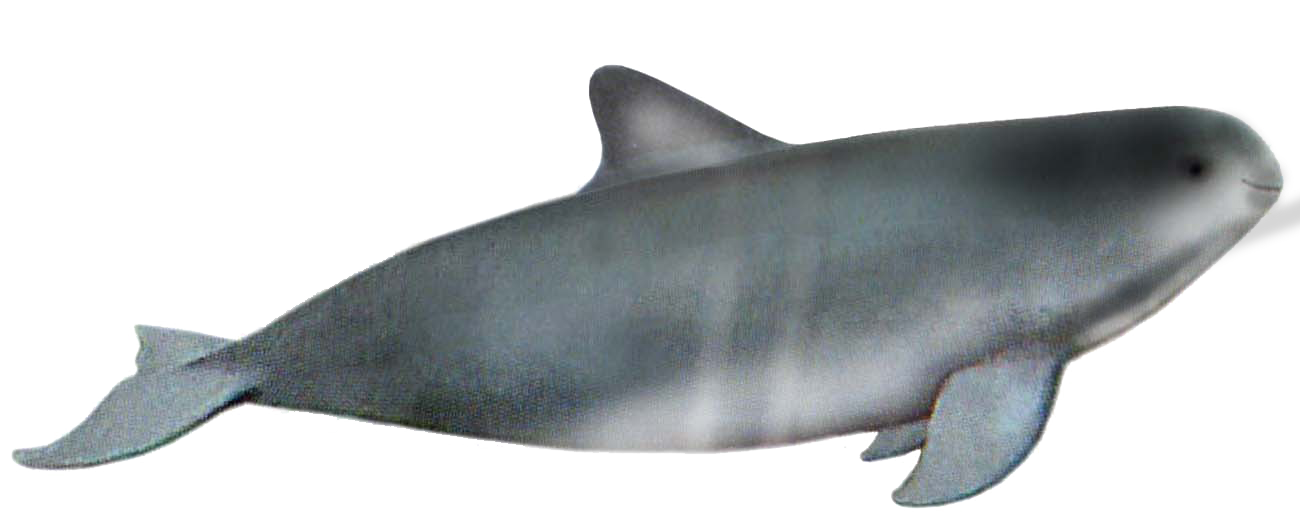 Vaquita A Complete Guide to Whales, Dolphins And Porpoises