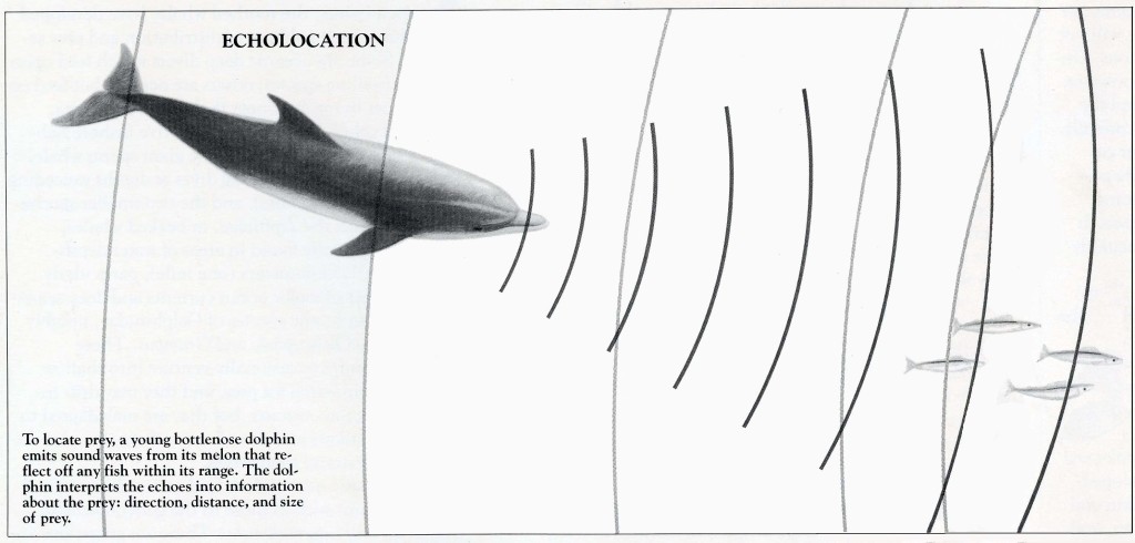 Dolphin Echo-location Graphic