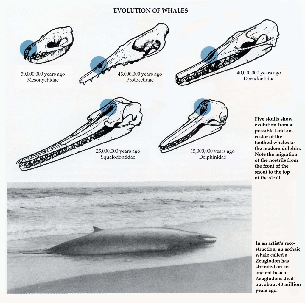 dolphin evolution