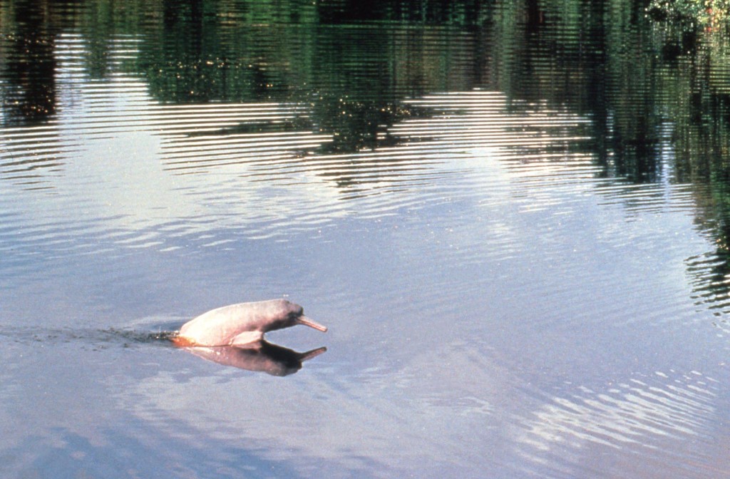 Amazon River Dolphin-Steve Leatherwood
