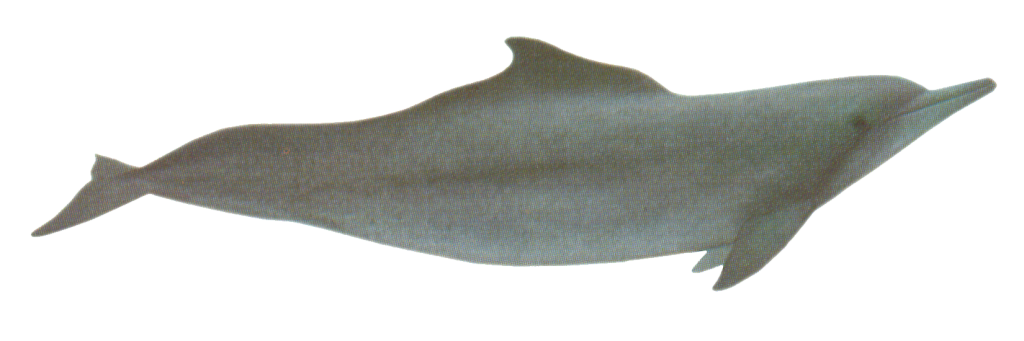 Atlantic Humpback Dolphin