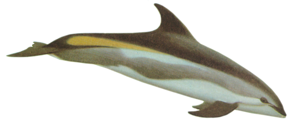 Atlantic Whitesided Dolphin