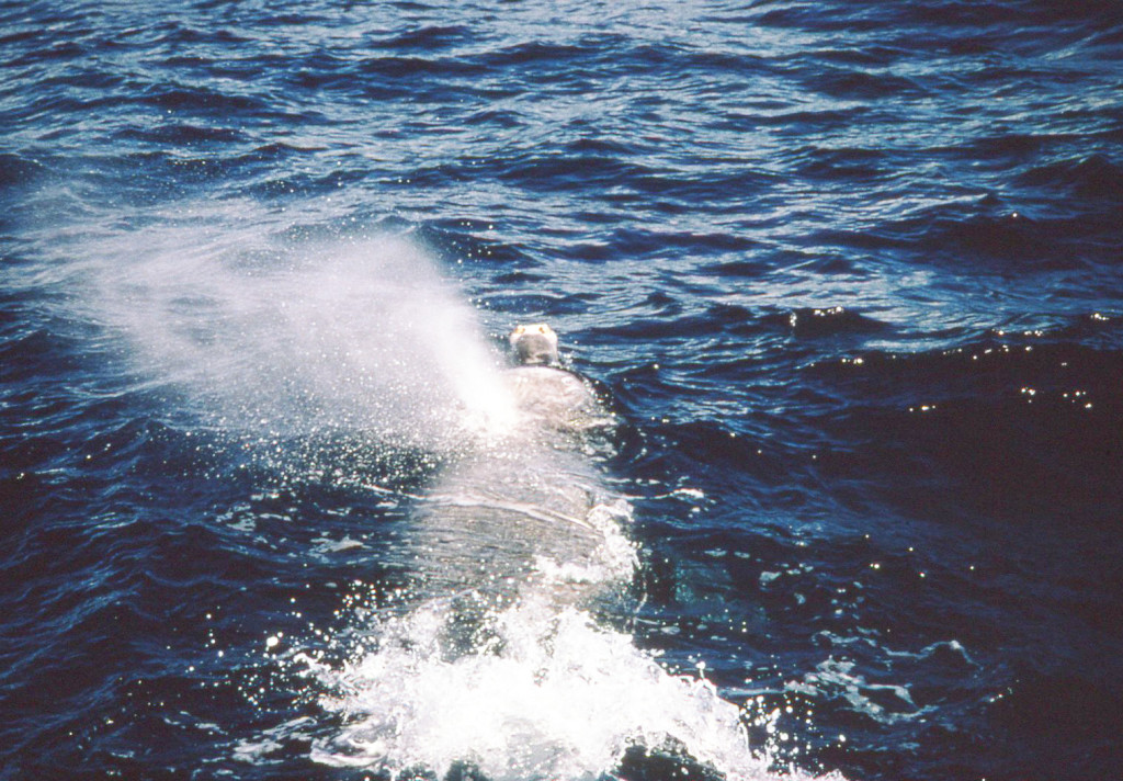 Baird's Beaked Whale-Ken Balcomb