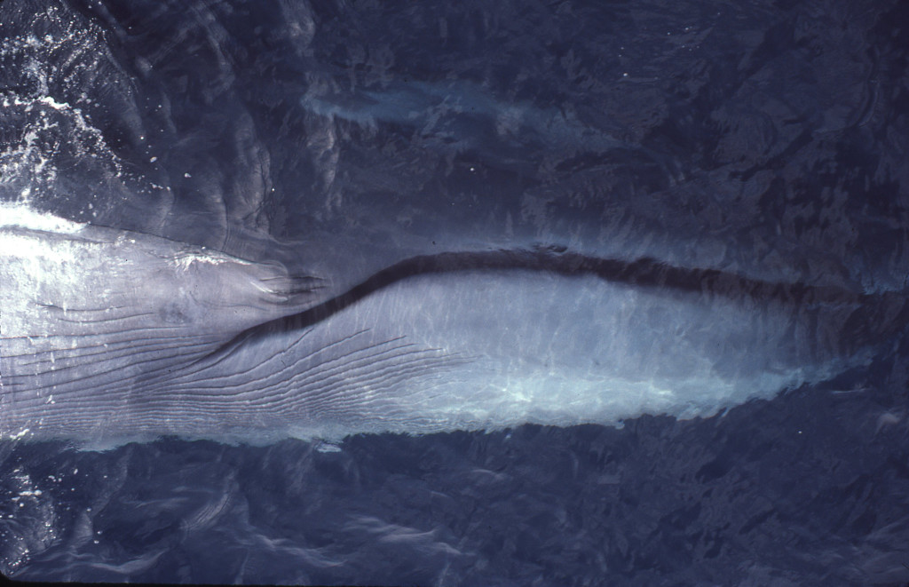 Blue Whale Face-Bob Pitman