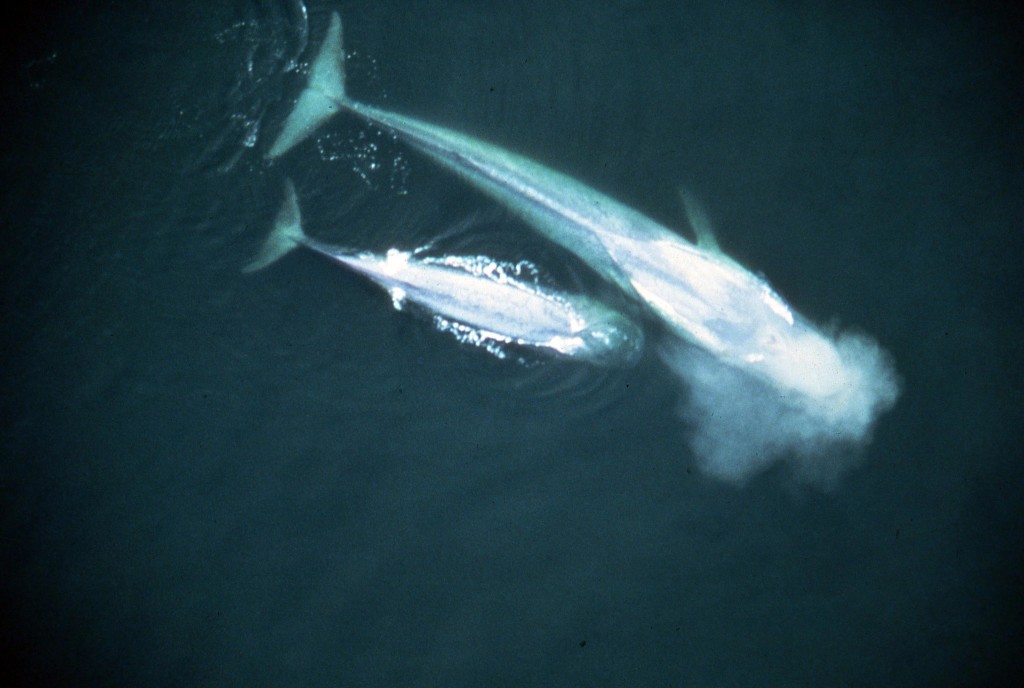 Blue Whales-Stan Minasian