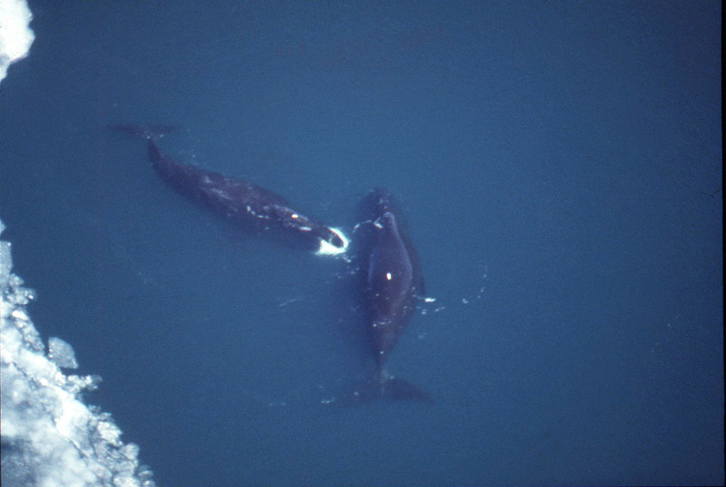 Bowhead Whales/photo: Steve Leatherwood