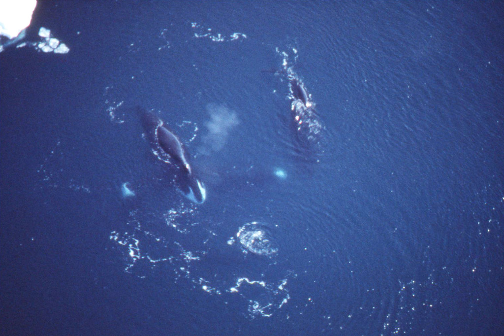 Three Bowhead Whales Feeding-photo: Steve Leatherwood