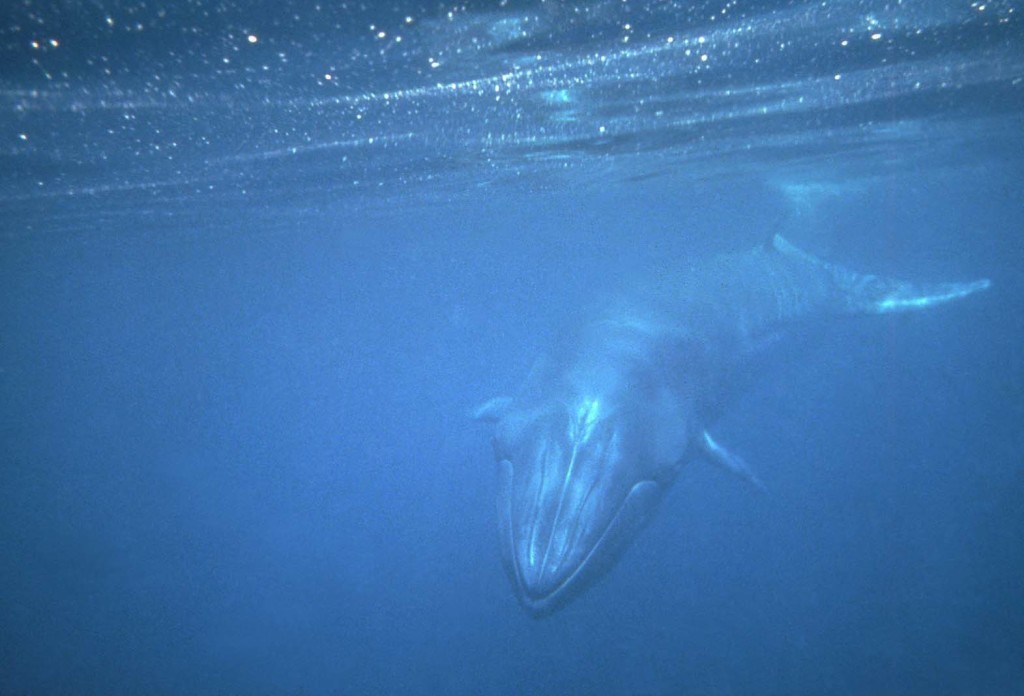 Bryde's Whale-Berney Tershy