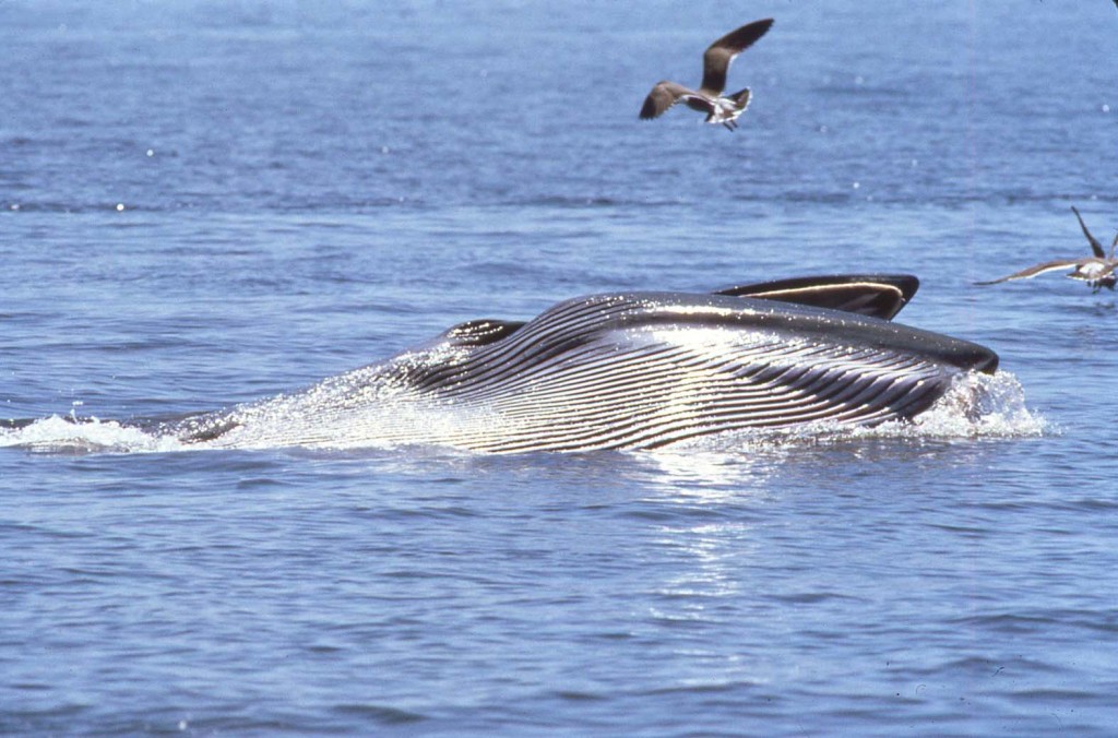 Bryde's Whale Feeding-Berney Tershy