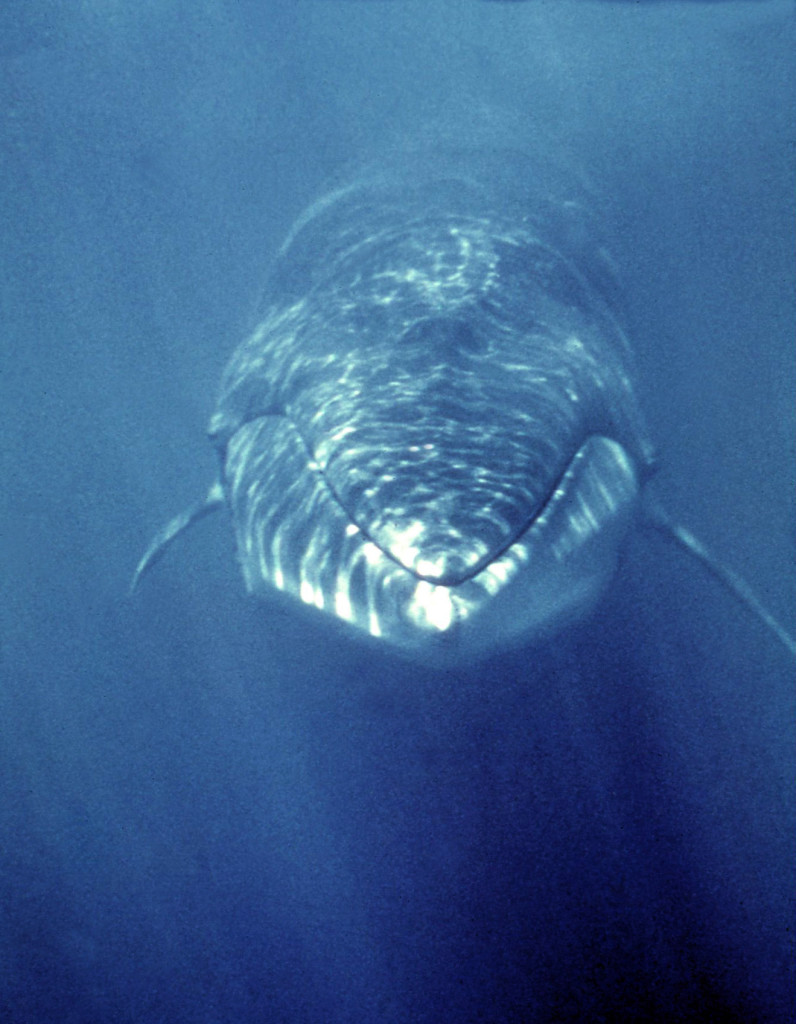 Bryde's Whale-Gordon Williamson