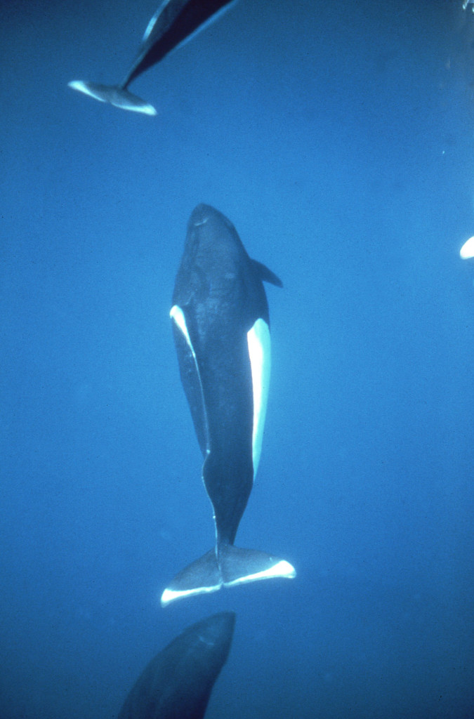 Dall's Porpoises-Ken Balcomb