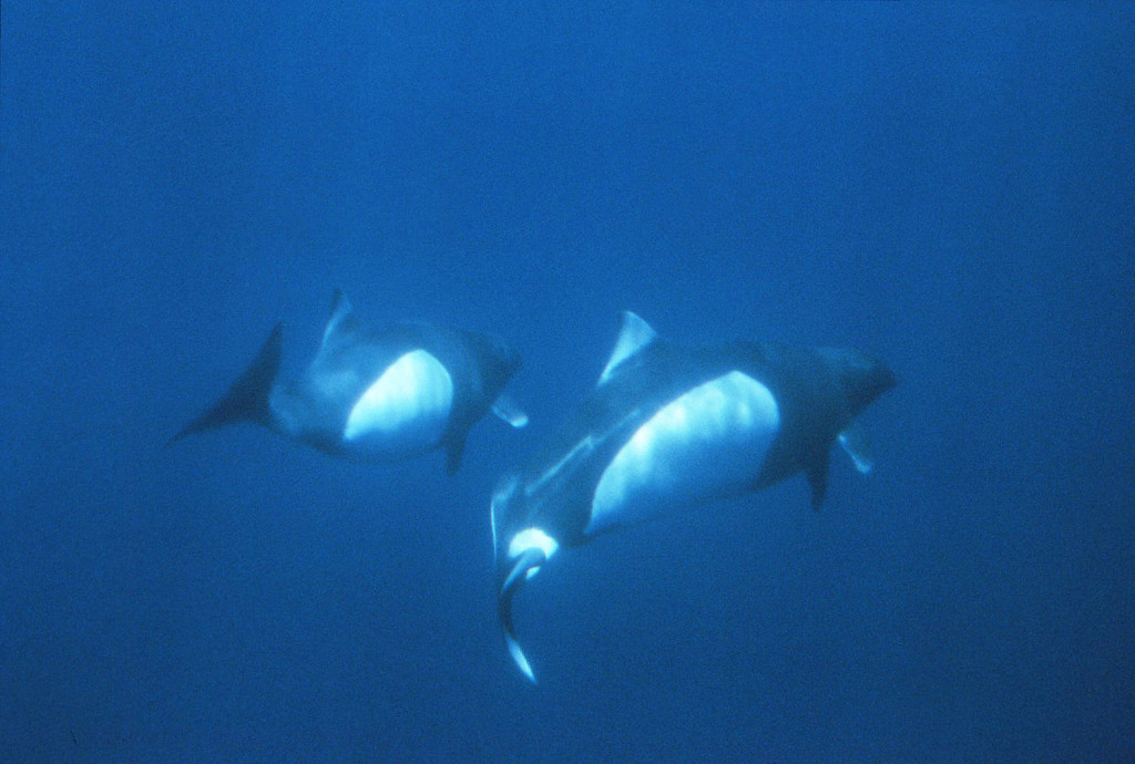 Dall's Porpoises Underwater-Bob Pitman