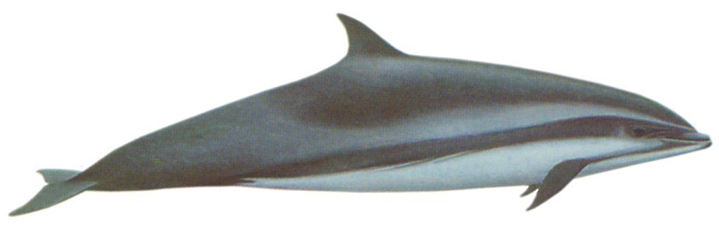 Frasier's Dolphin