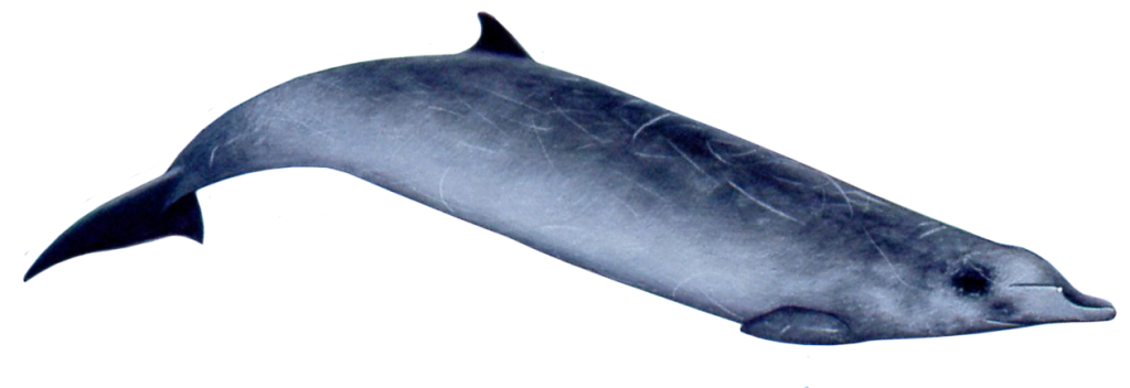 Ginkgo-toothed Beaked Whale