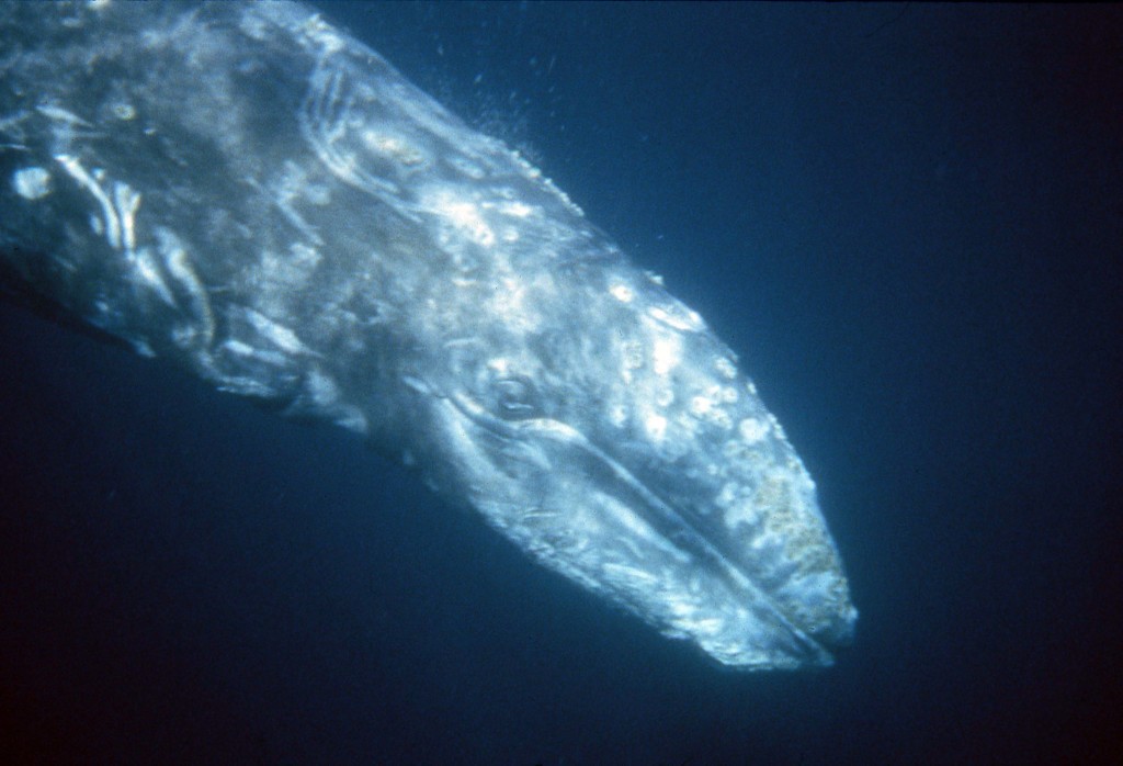 Gray Whale Calf Underwater-photo: Scot Anderson