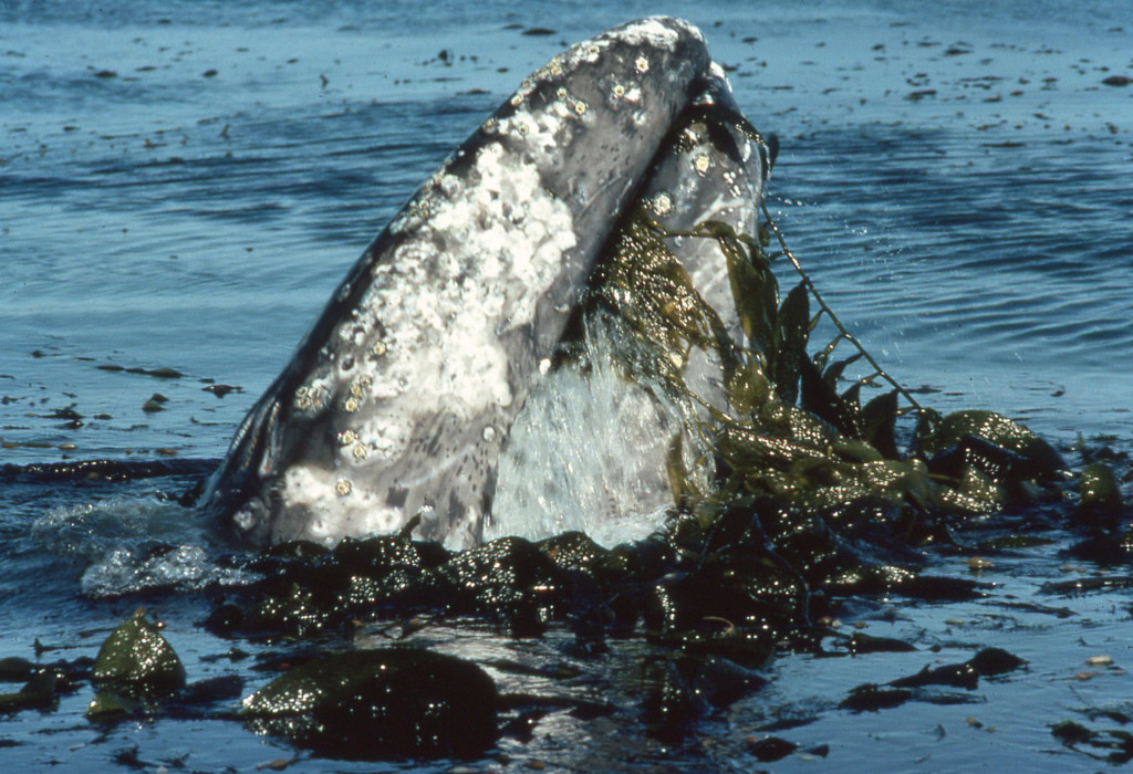 Gray Whale Feeds Off Kelp-photo: Larry Cochrane