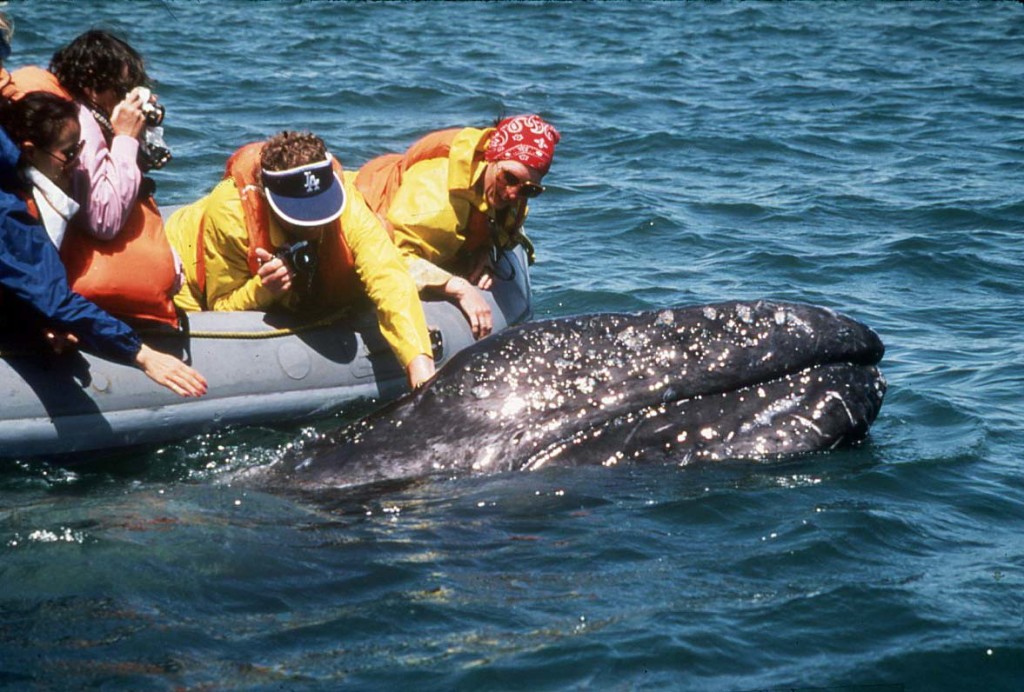 Gray Whale "friendly", Scammon's Lagoon-photo: Marc Webber