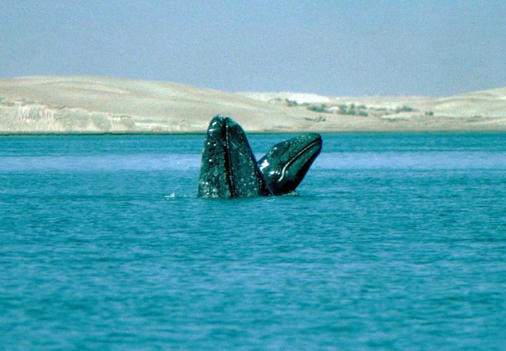 Gray Whales in Scammons Lagoon-photo: Ken Balcomb