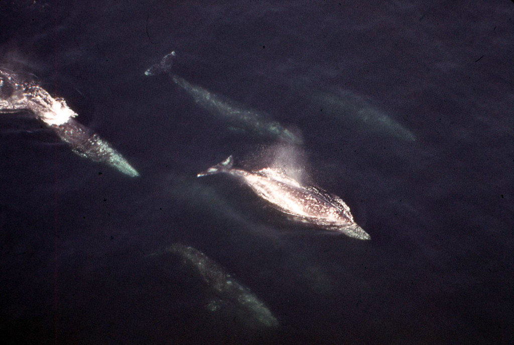 Gray Whales-photo: Steve Leatherwood