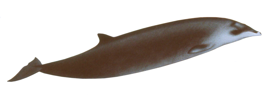 Hector's Beaked Whale