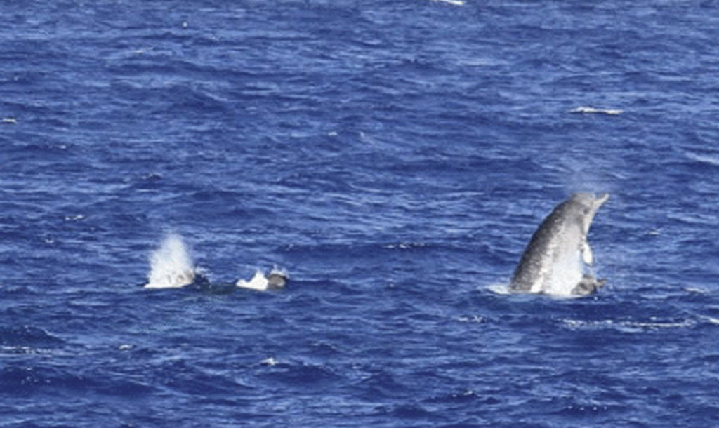 Longman's Beaked Whales2-NOAA