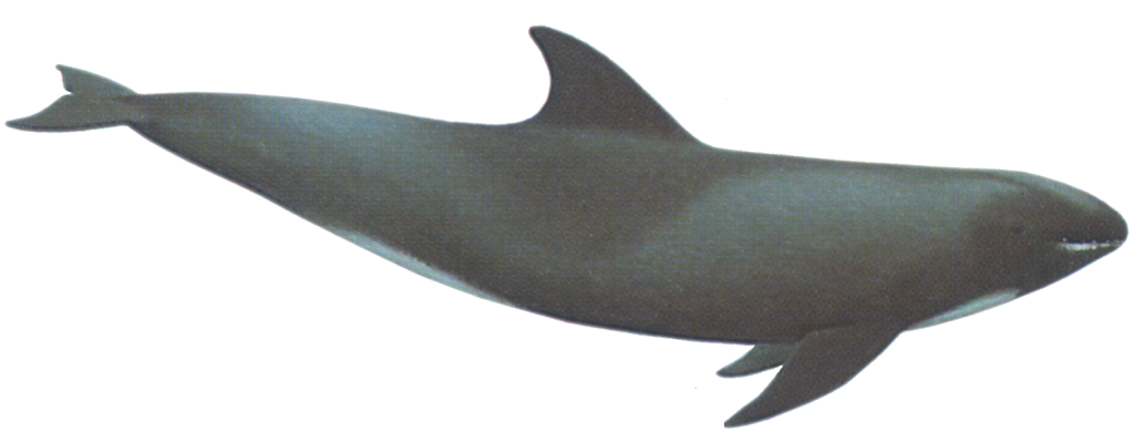 Melon-headed Whale
