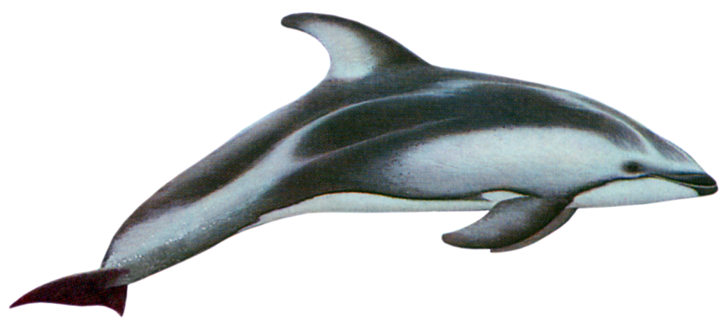 Pacific Whitesided Dolphin