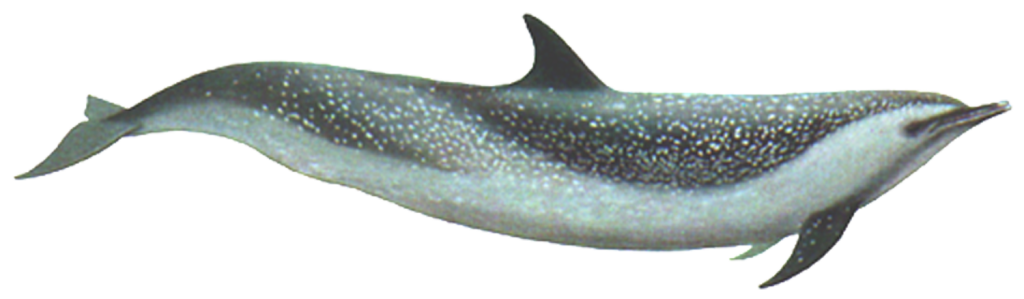 Pan-tropical Spotted Dolphin