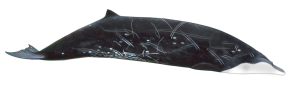 Pygmy Beaked Whale