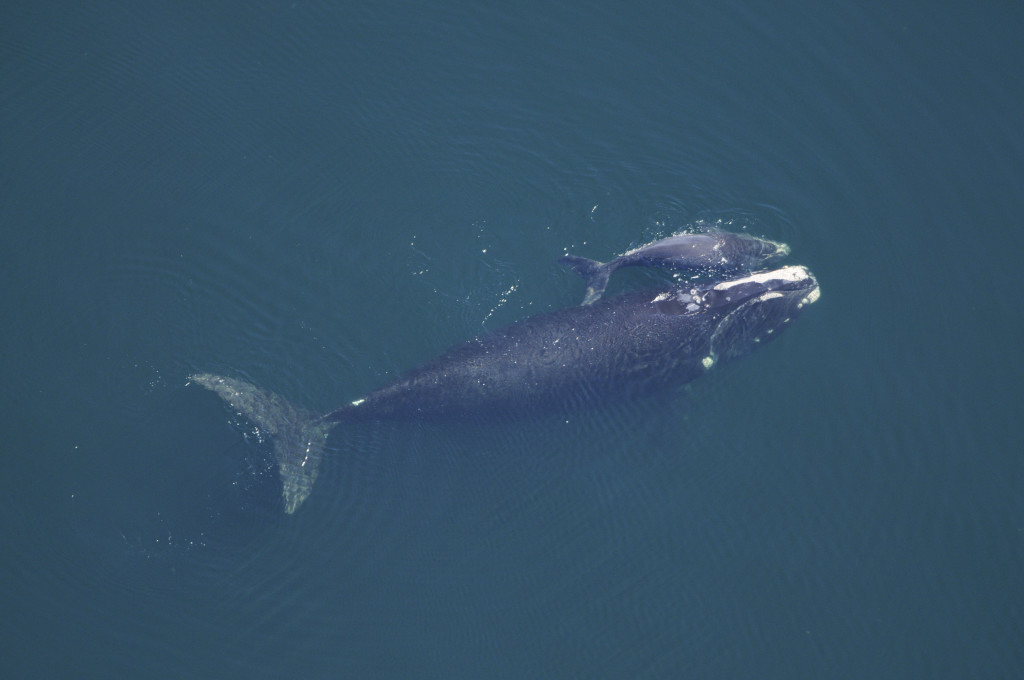Right Whale and Calf-photo: NOAA