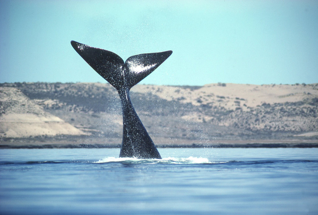 Right Whale Tail-photo: Jim Watt, courtesy of www.wattstock.com