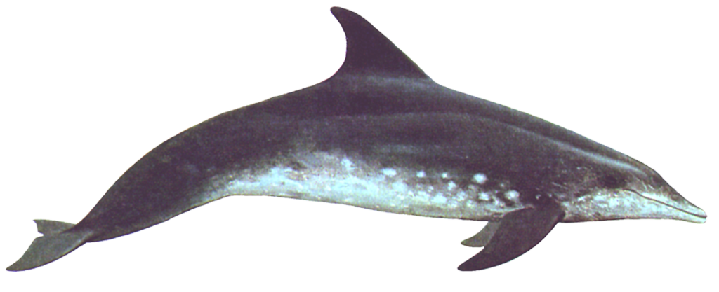 Rough-toothed Dolphin 600