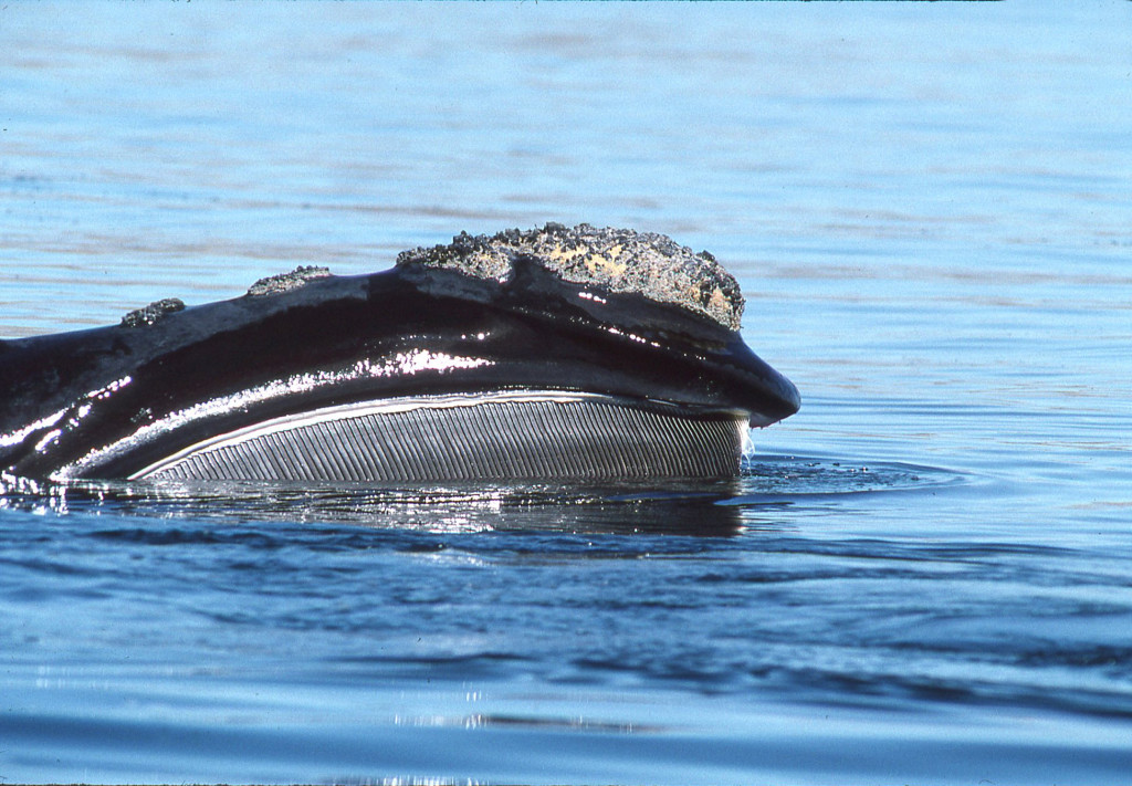 Southern Right Whale-photo: Jim Watt, courtesy of www.wattstock.com