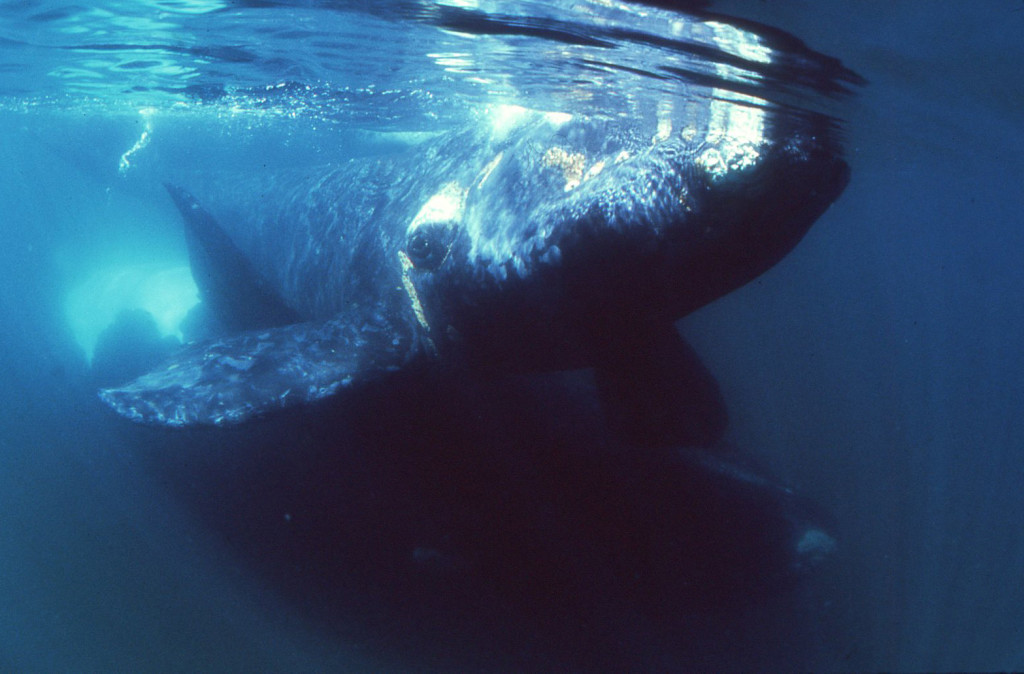 Southern Right Whales-photo: Jim Watt, courtesy of www.wattstock.com