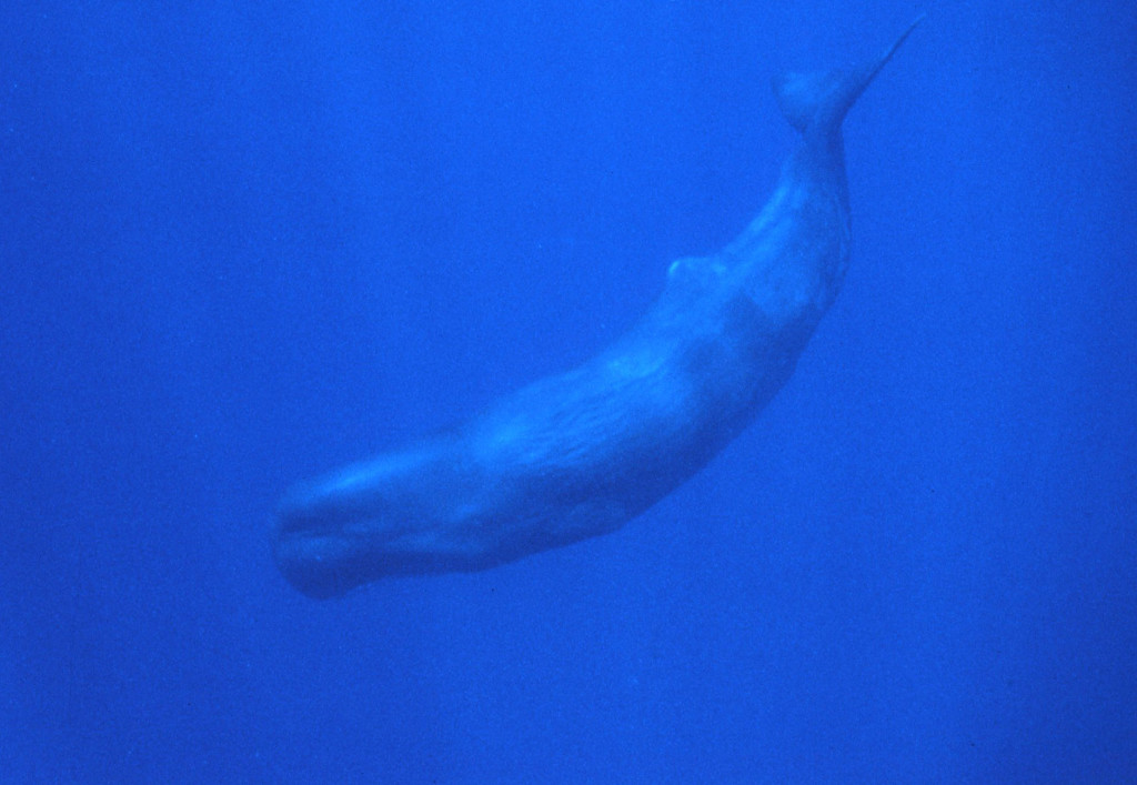 Sperm Whale 2-Jim Watt