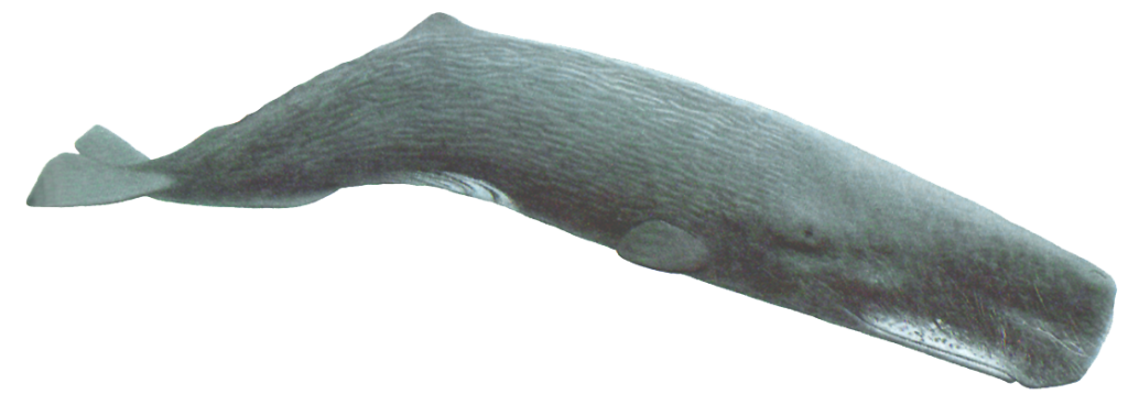 Sperm Whale 600