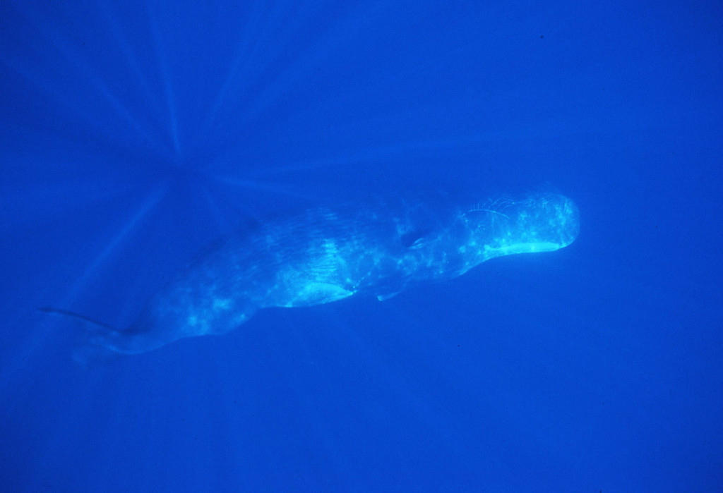 Sperm Whale-Jim Watt