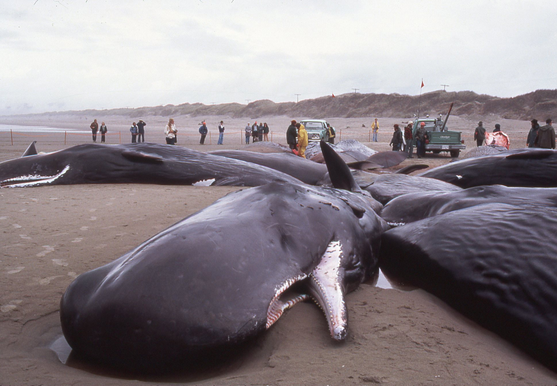 Сколько китов погибло
