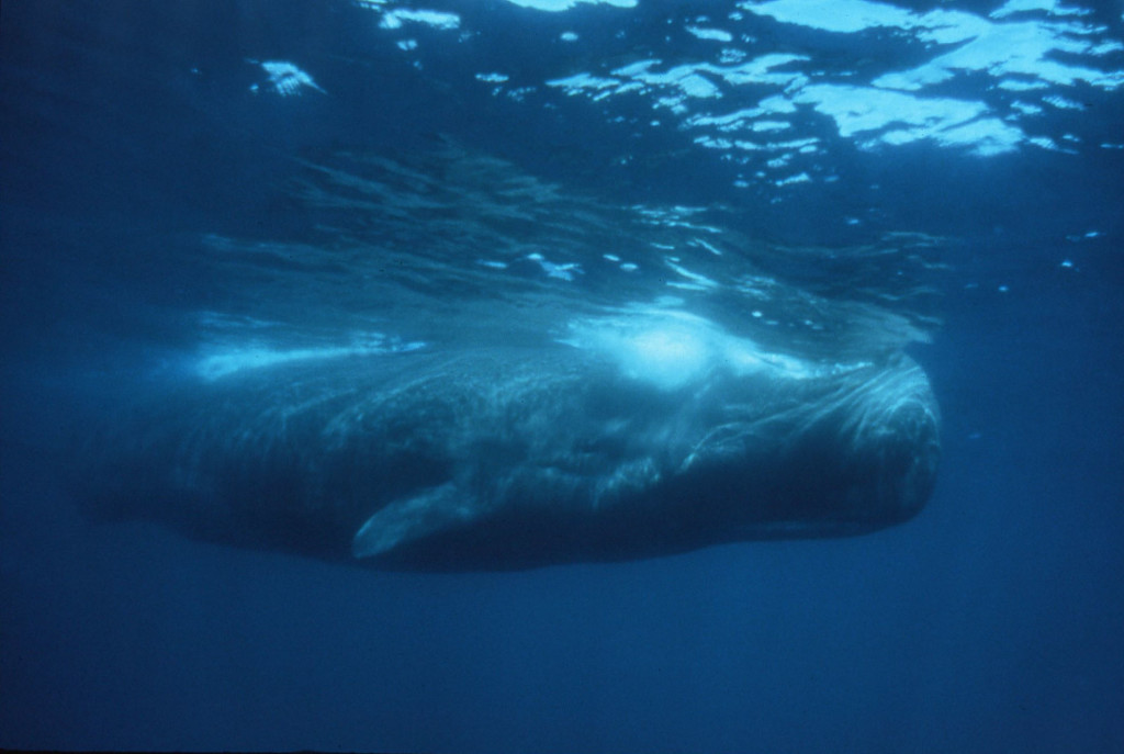 Sperm Whale UW-Jim Watt