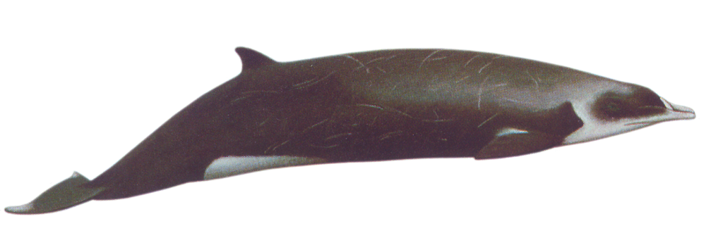 Strap-toothed Beaked Whale