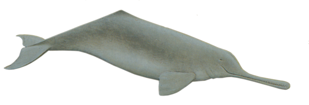Susu Dolphin