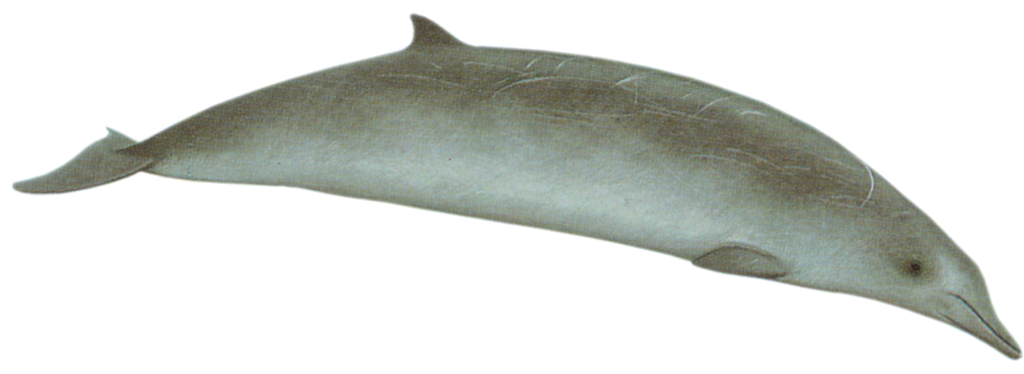 True's Beaked Whale