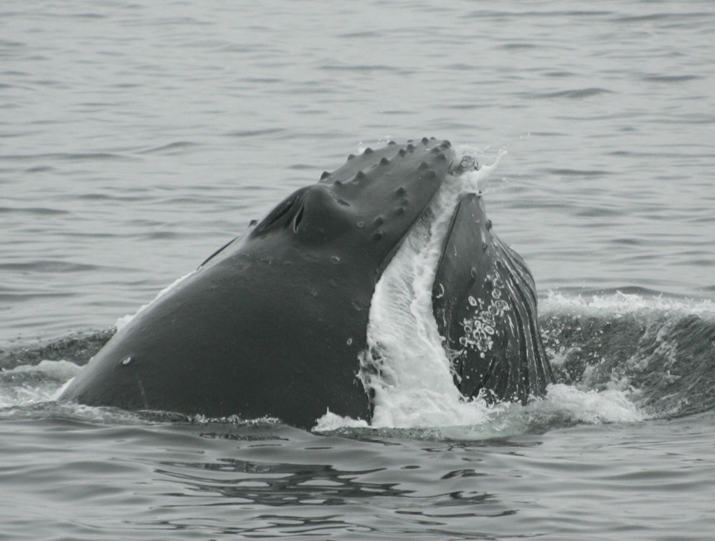 Humpback Whale Feeding-phoro: Bob Pitman