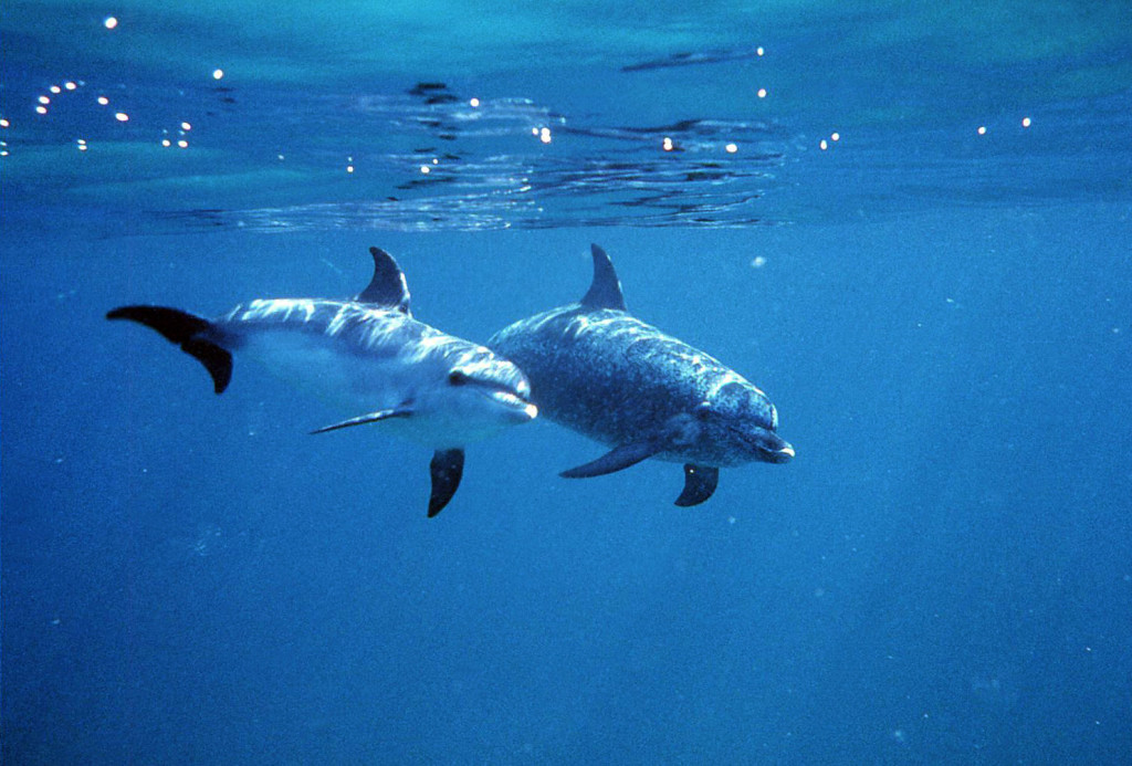 Atlantic Spotted Dolphins-Birgit Winning