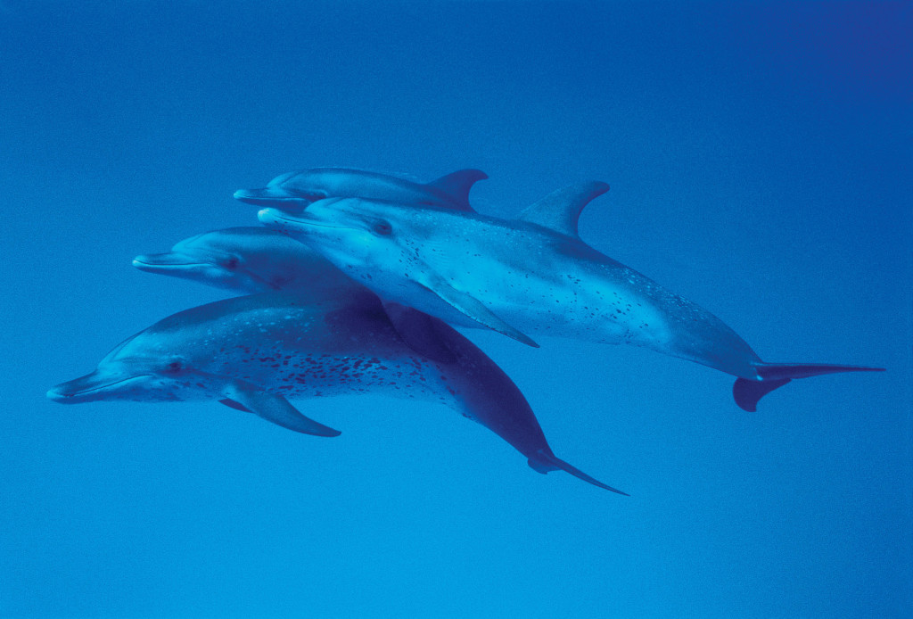 Atlantic Spotted Dolphins-Jim Watt