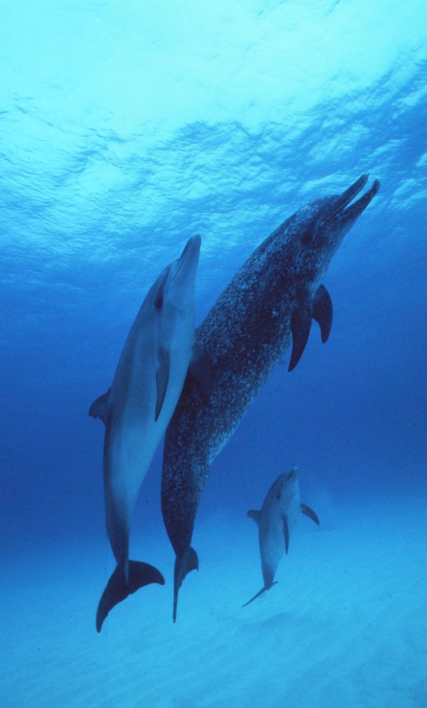 Atlantic Spotted Dolphins2-Jim Watt