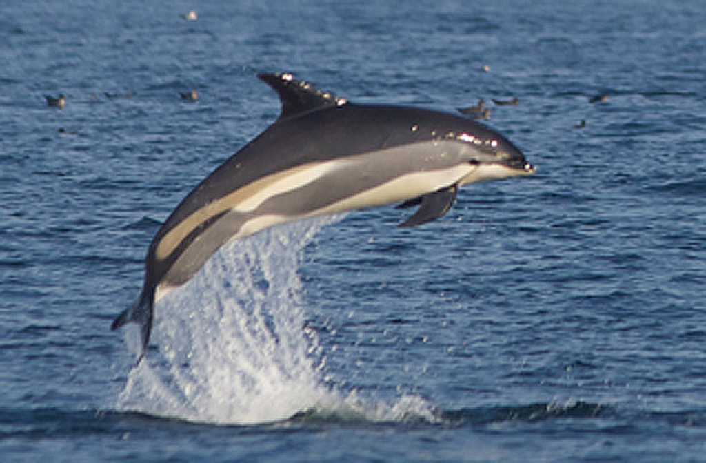 Atlantic White-Sided Dolphin, NOAA2