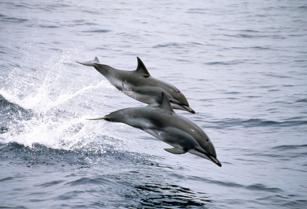 Clymene Dolphins-Bob Pitman